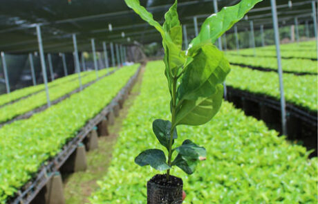 nursery